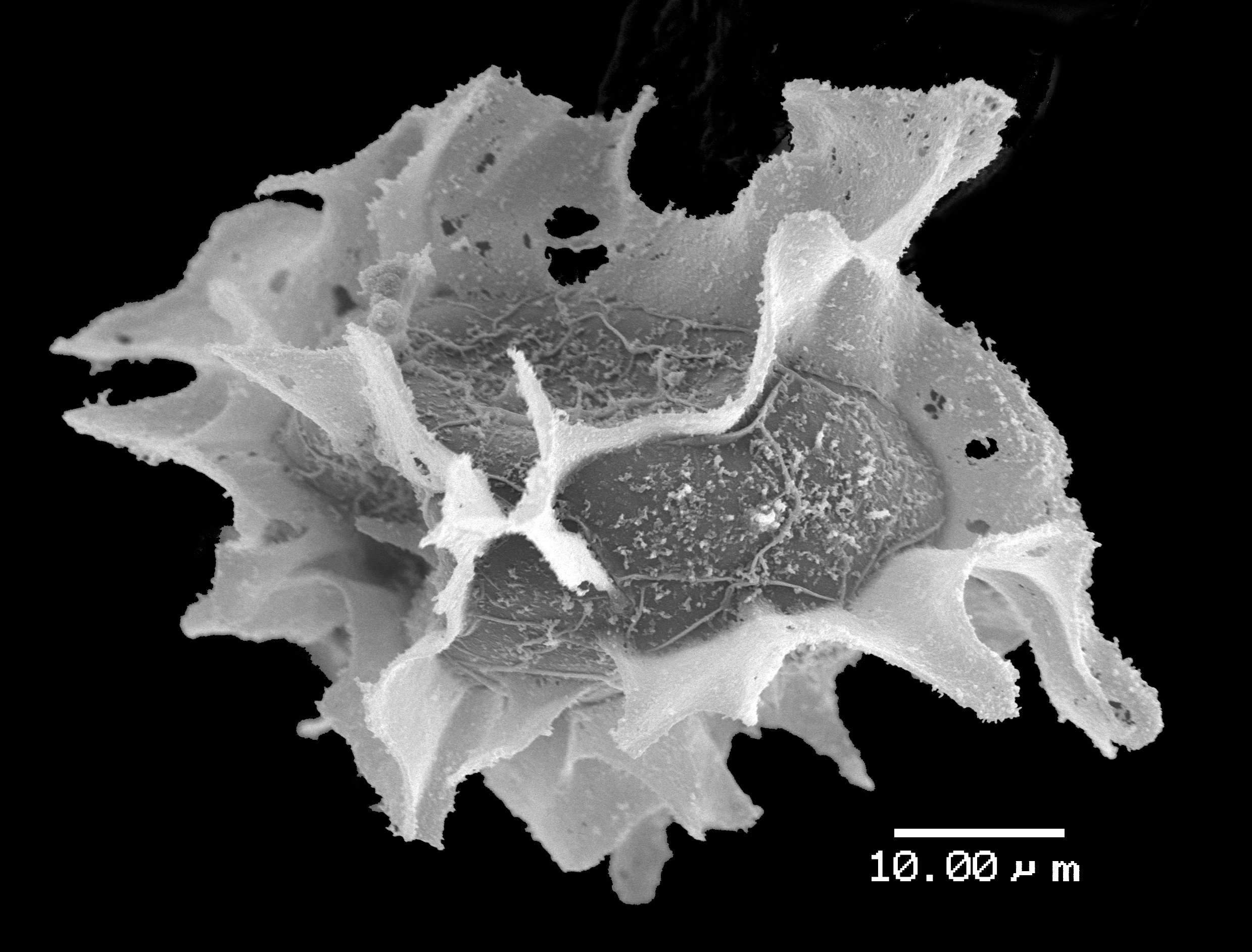 Lomariopsidaceae Lomariopsis fendleri