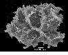 image of Lomariopsis fendleri