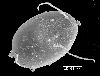 image of Lomariopsis guineensis
