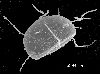 image of Lomariopsis guineensis