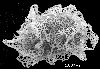 image of Lomariopsis hederacea