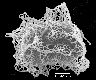 image of Lomariopsis hederacea