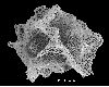 image of Lomariopsis hederacea