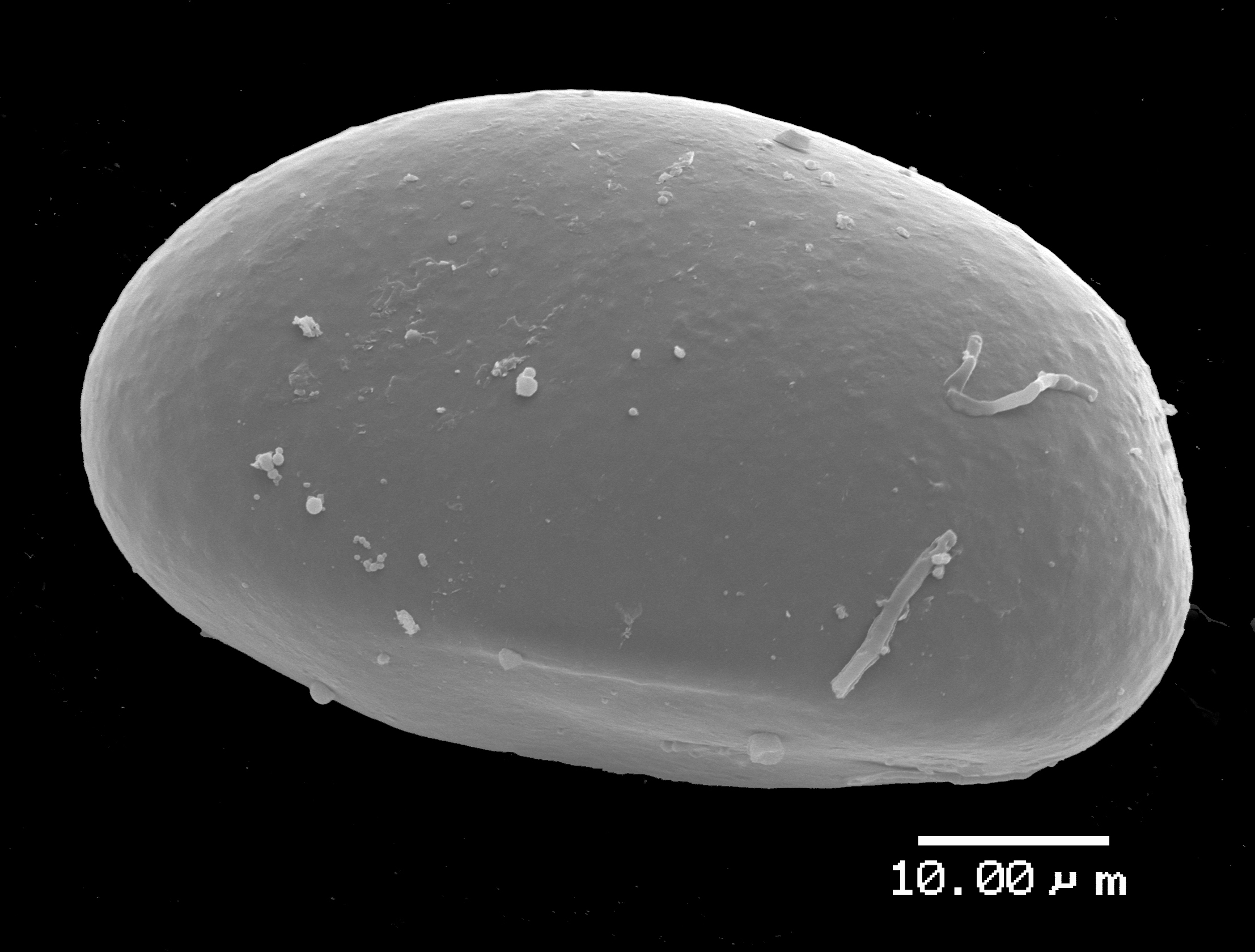 Lomariopsidaceae Lomariopsis kunzeana