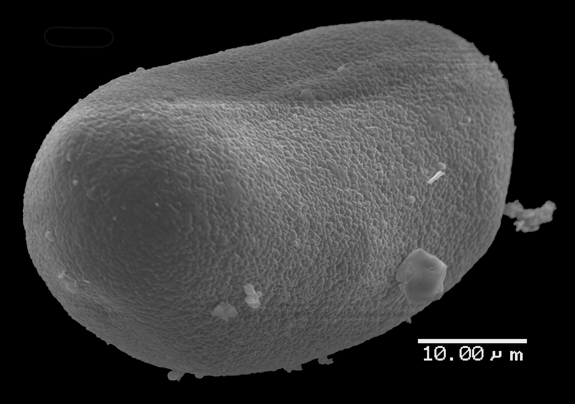 Lomariopsidaceae Lomariopsis novacaledoniae