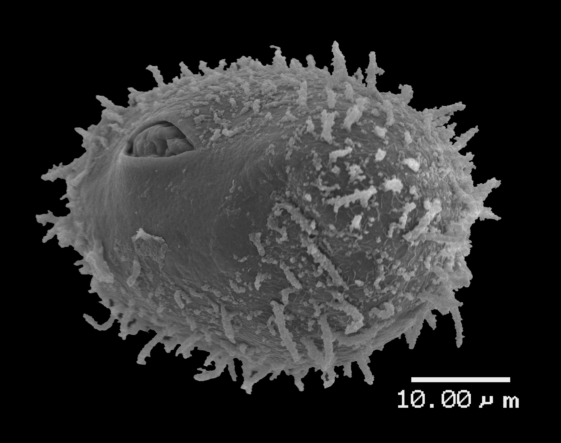 Lomariopsidaceae Lomariopsis warneckei
