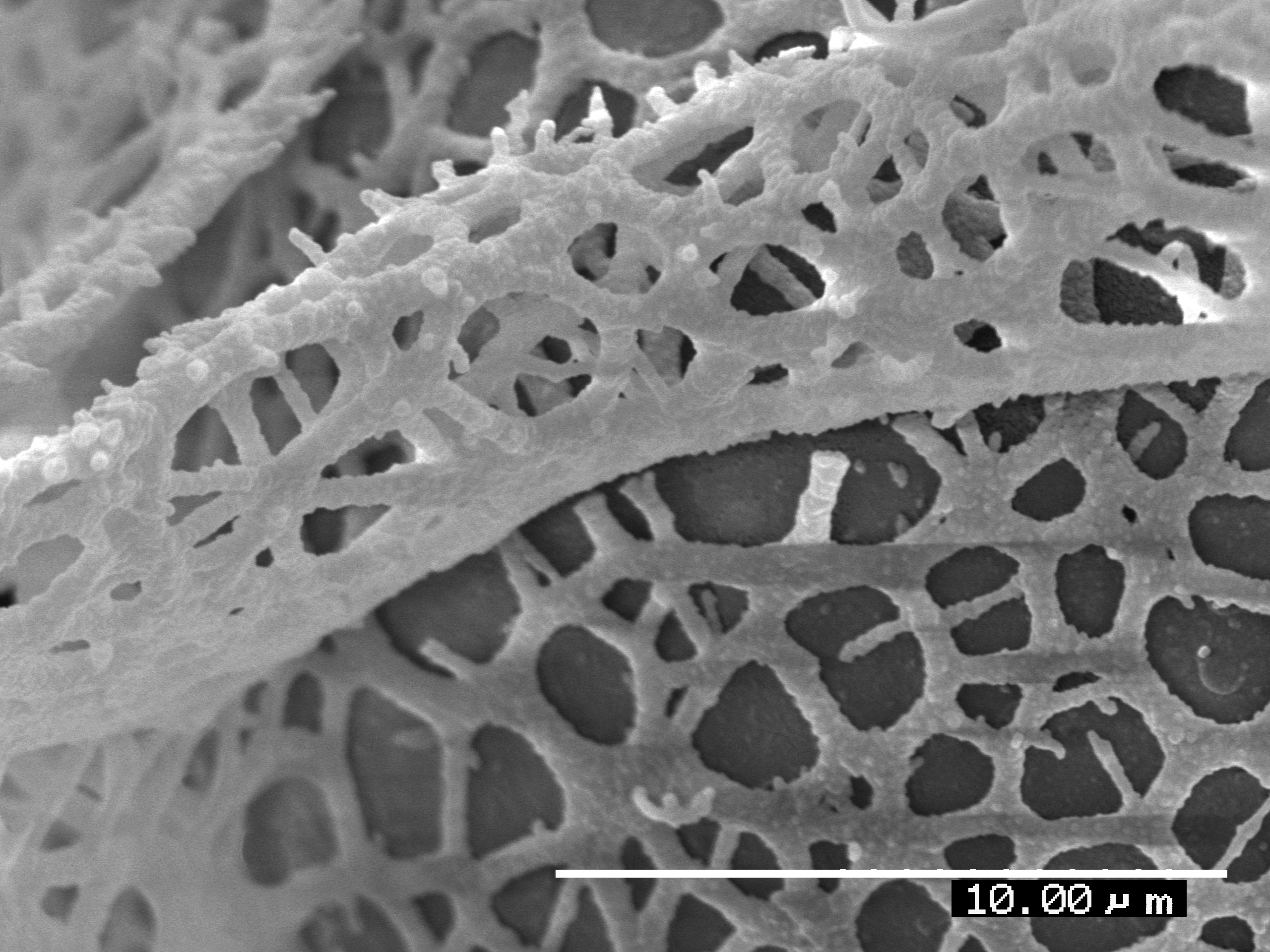 Lomariopsidaceae Lomariopsis boivinii