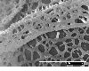 image of Lomariopsis boivinii