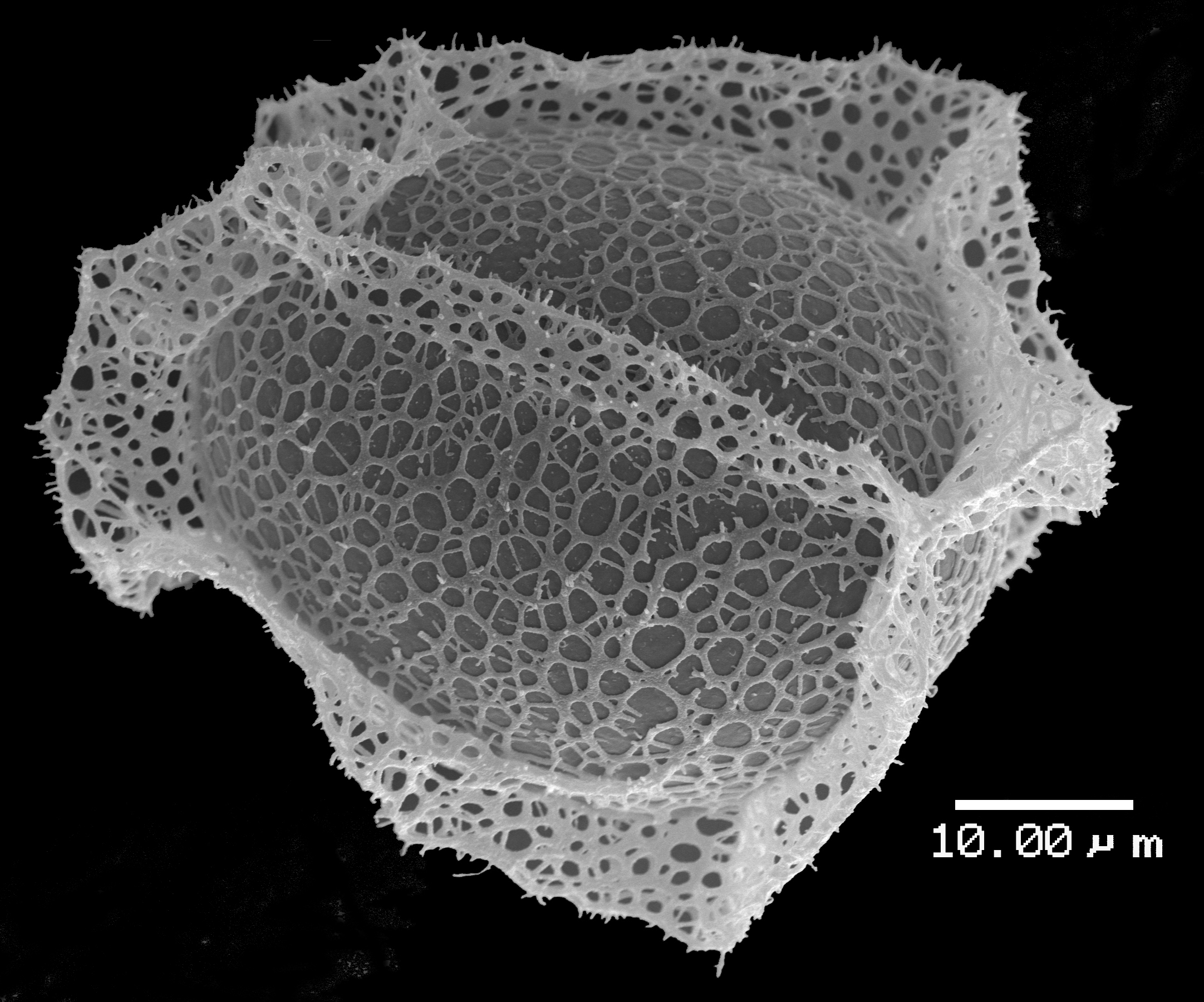 Lomariopsidaceae Lomariopsis boivinii