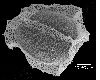 image of Lomariopsis boivinii