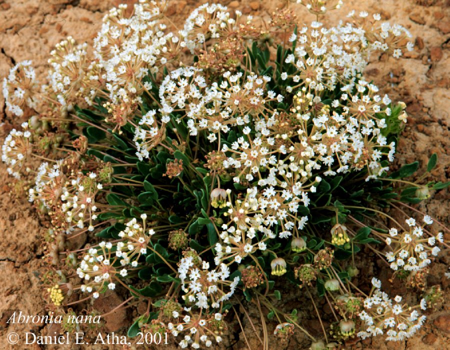 Nyctaginaceae Abronia nana