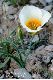 image of Calochortus nutallii