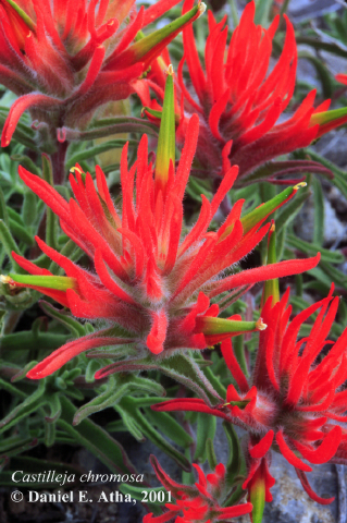 Orobanchaceae Castilleja chromosa