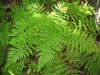 image of Athyrium filix-femina