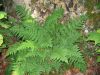 image of Dryopteris intermedia