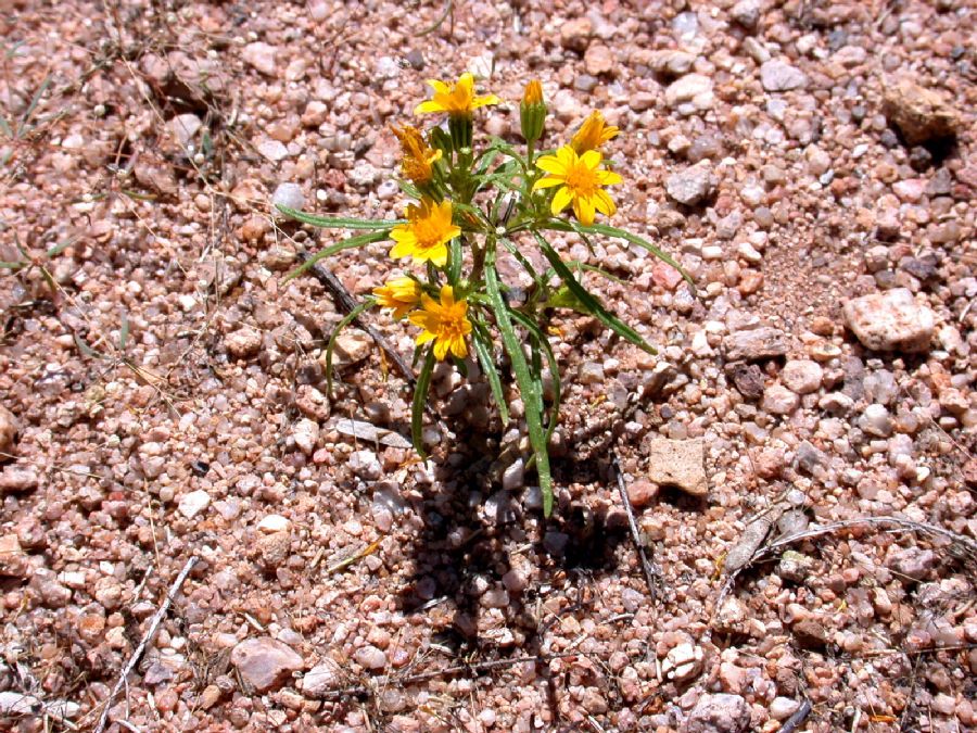 Asteraceae Pectis papposa