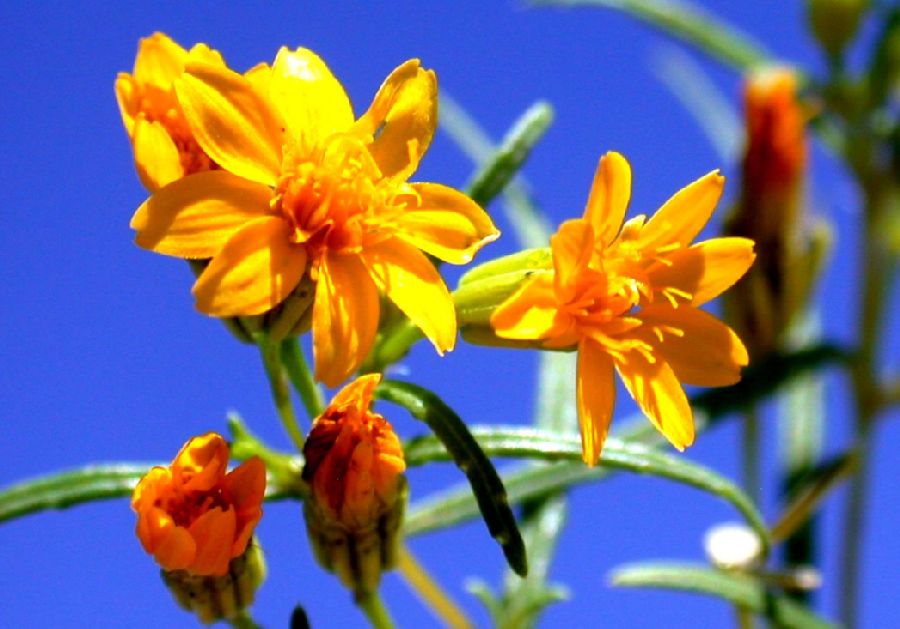 Asteraceae Pectis papposa