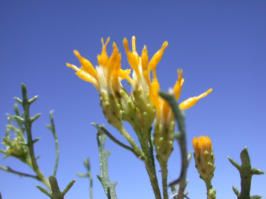 Asteraceae Isocoma tenuisecta