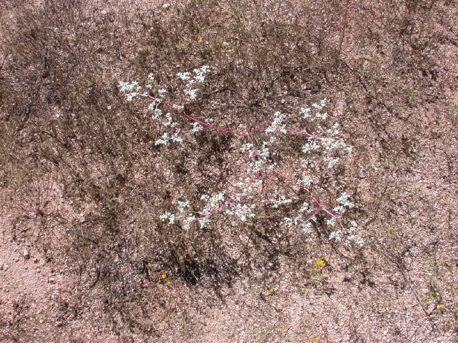 Amaranthaceae Tidestromia lanuginosa