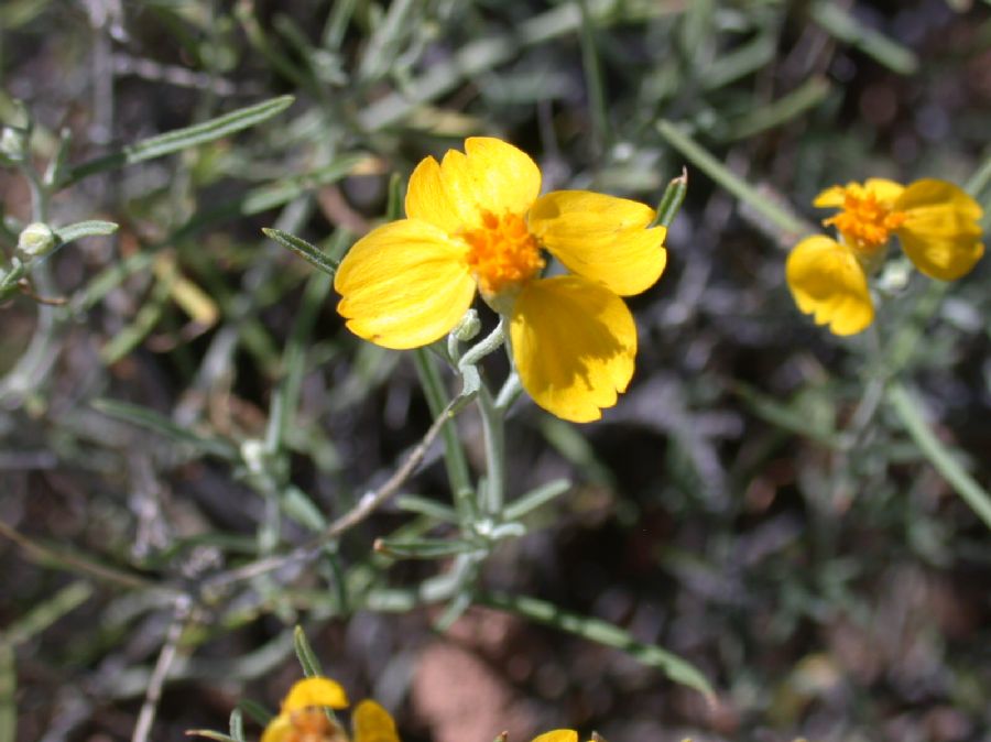 Asteraceae Psilostrophe cooperi
