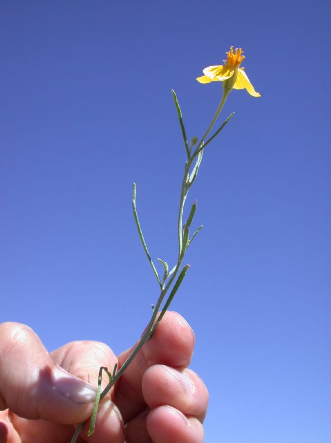 Asteraceae Psilostrophe cooperi