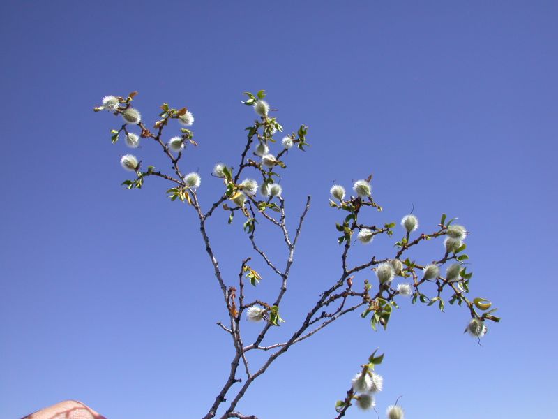 Zygophyllaceae Larrea tridentata