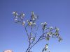 image of Larrea tridentata