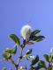 image of Larrea tridentata