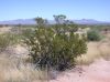 image of Larrea tridentata