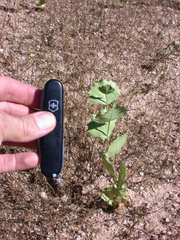 Asteraceae Acourtia nana