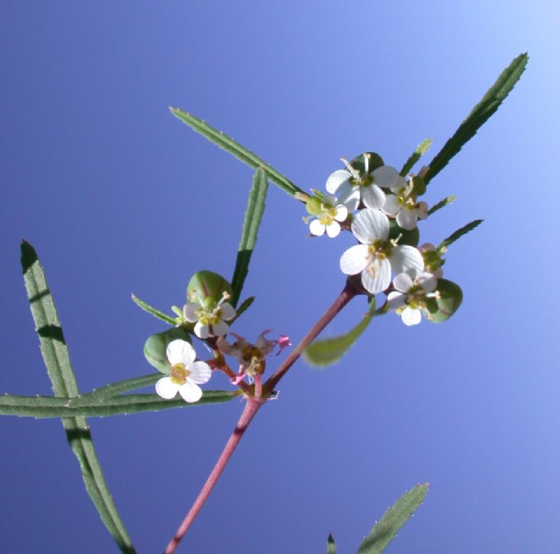 Euphorbiaceae Euphorbia florida