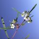 image of Euphorbia florida