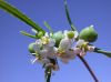 image of Euphorbia florida