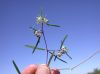image of Euphorbia florida