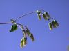 image of Brickellia grandiflora