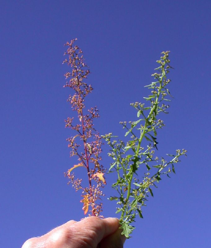 Amaranthaceae Chenopodium graveolens