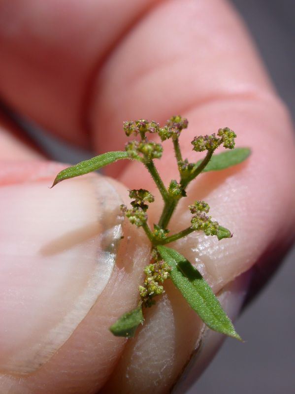 Amaranthaceae Chenopodium graveolens