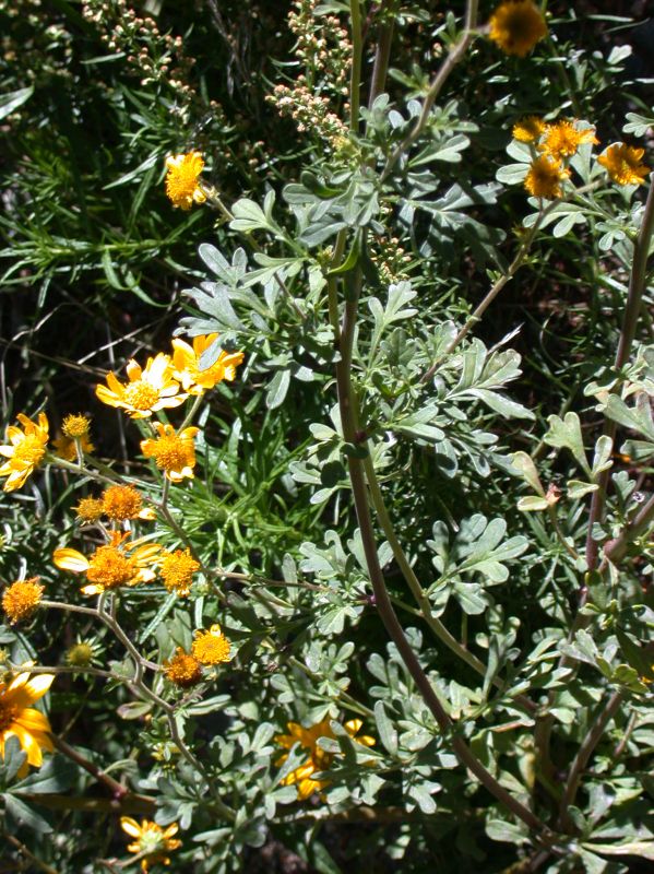 Asteraceae Bahia dissecta