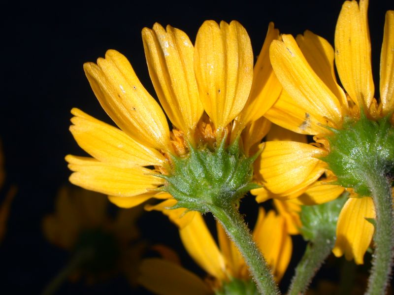 Asteraceae Bahia dissecta