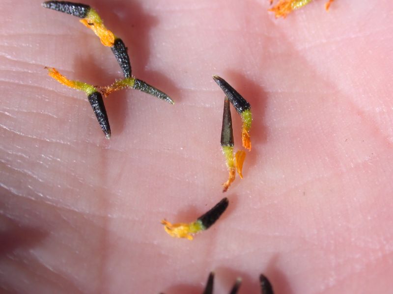 Asteraceae Bahia dissecta