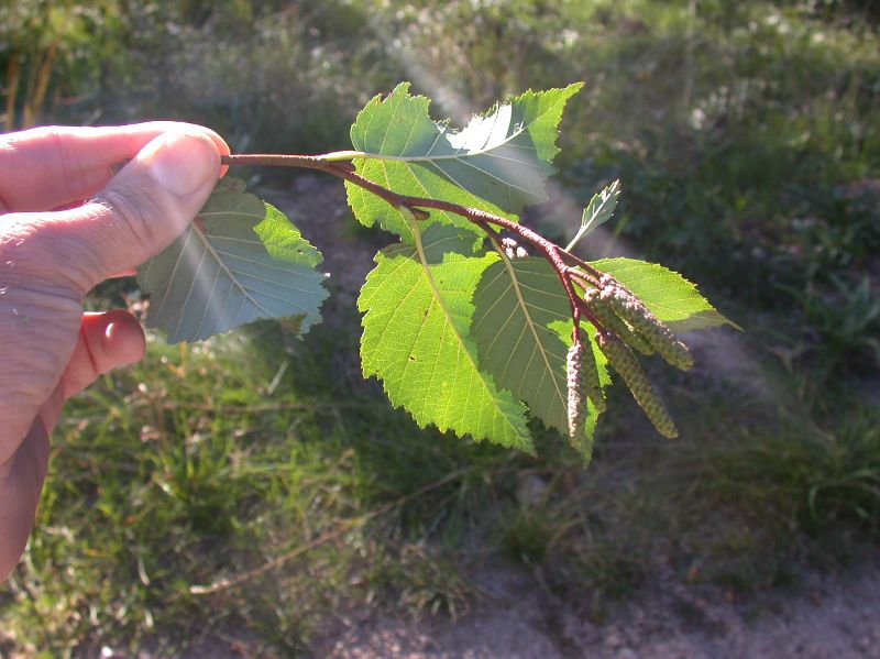 Betulaceae Alnus incana