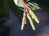 image of Alnus incana