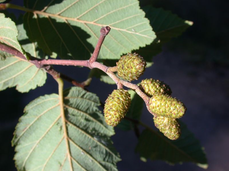 Betulaceae Alnus incana