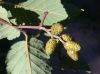 image of Alnus incana