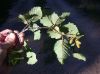 image of Alnus incana