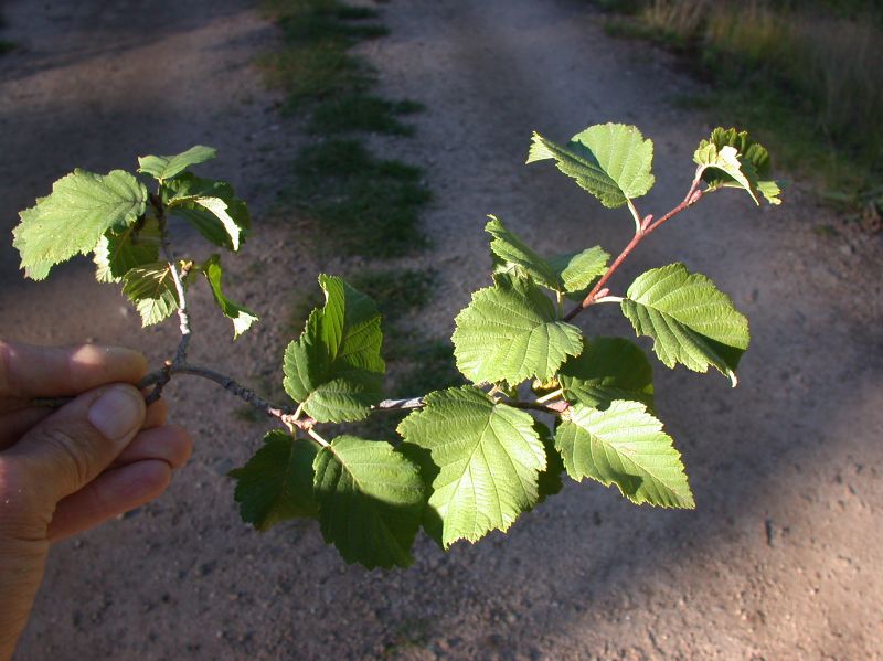 Betulaceae Alnus incana