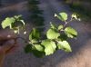 image of Alnus incana