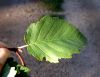 image of Alnus incana