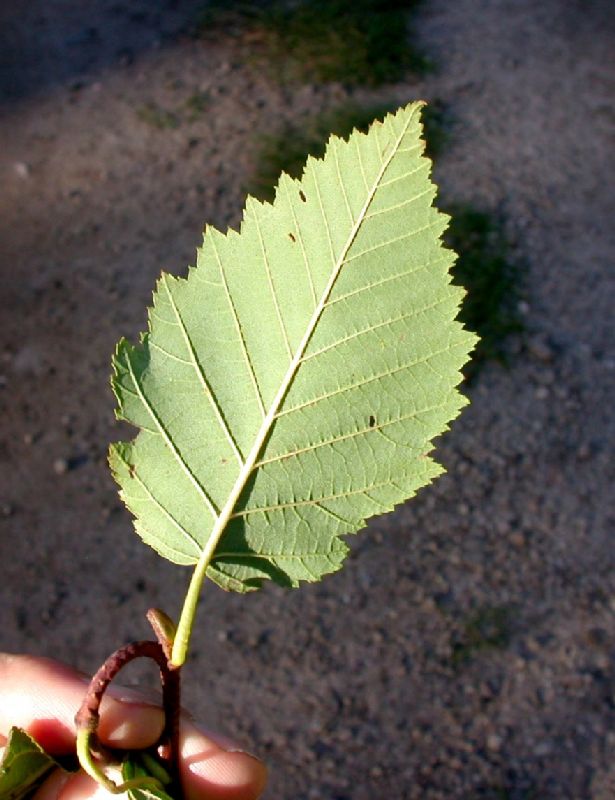 Betulaceae Alnus incana