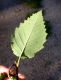 image of Alnus incana